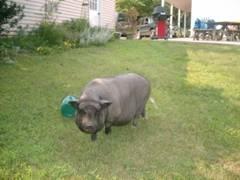 Pot Bellied - Snuffles - Medium - Young - Male - Pig