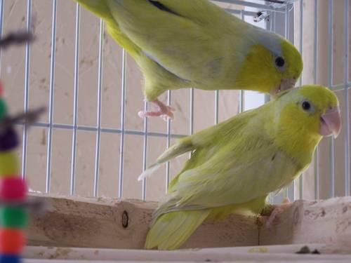 Pr Parrotlet Yellow and Green Parrotlet