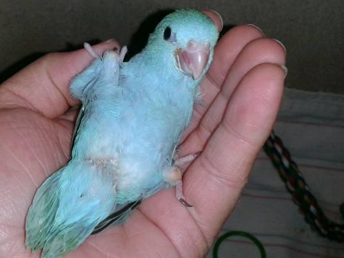 ~Precious Parrotlet~ TAME Hand-fed Baby Pocket Parrot