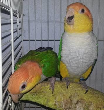 pretty nice, white ballied caique, year old