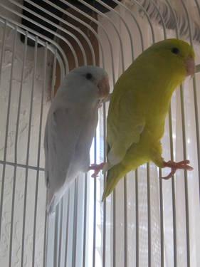 Price Reduced!~Colorful Pair of Bonded Parrotlets