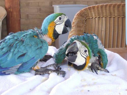 Proven Blue & Gold Macaws