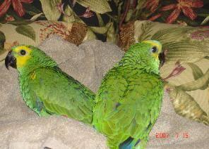 Proven Breeder Pair of Blue and Gold Macaws