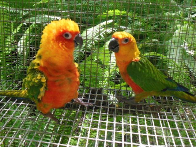 Proven breeders sun conure and sunday pair