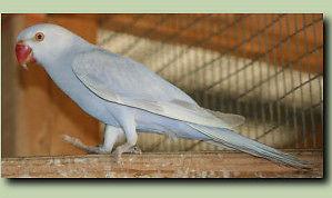 Proven breeding pair Indian RingNeck low fee