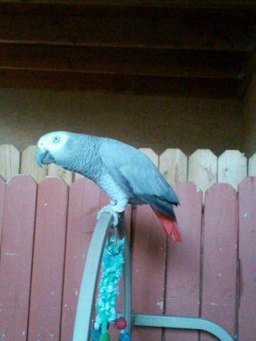 Proven Breeding Pair Of African Greys