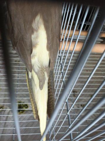 Proven Cinnamon Pied Laying Hen