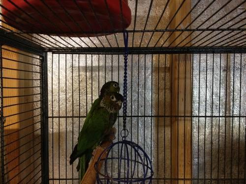 Proven Pair Black Capped Conures