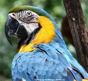 Proven pair of Blue & Gold Macaws