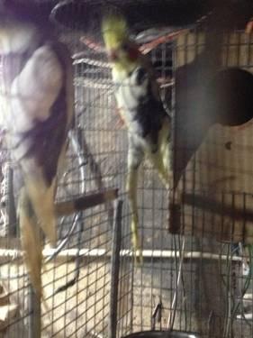 Proven pair of cockatiels for sale
