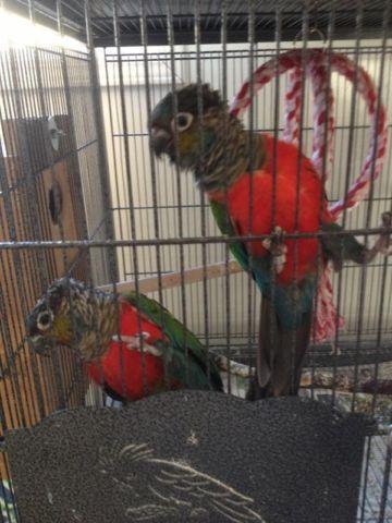 Proven Young Pair of Crimson Bellied Conures