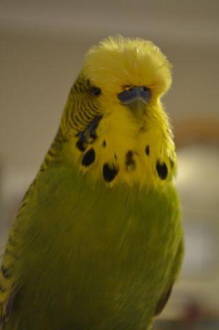 Pure bred English Budgies for sale!!