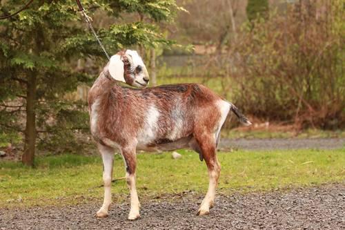 Purebred Registered Nubian Dairy Goat in Milk