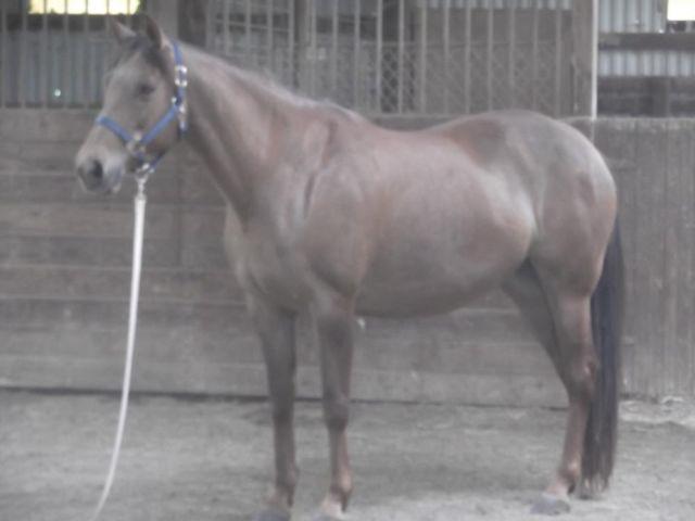 Quarterhorse - Sherriff - Extra Large - Young - Male - Horse