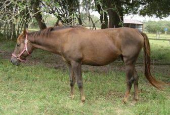 Quarterhorse - Tamara - Medium - Young - Female - Horse