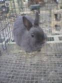 RABBITS AND EGGS FOR SALE