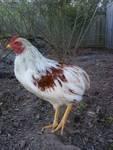 Rare color trio of Guineas. (2 Hens/1 Rooster) Rare color hen too!