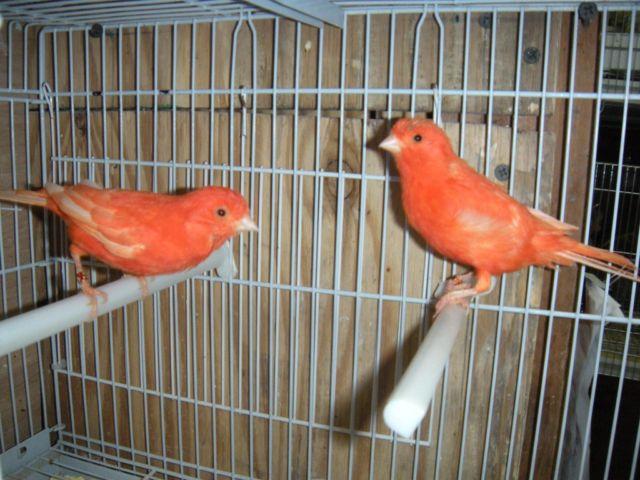 Red factor canary maleî