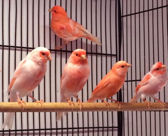 Red Mosaic Canaries for Sale
