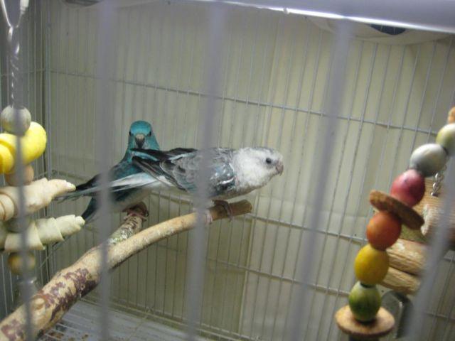 Redrump parakeets