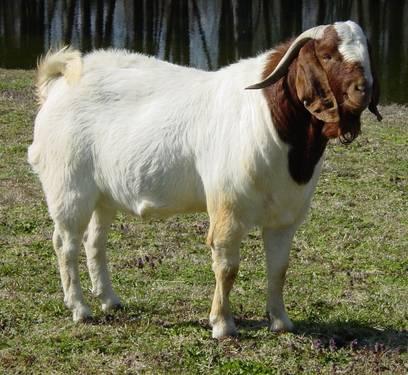 Registered Boer Buck Goats-Ready for girlfriends