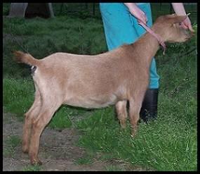 Registered Nigerian Dwarf Dairy Goats