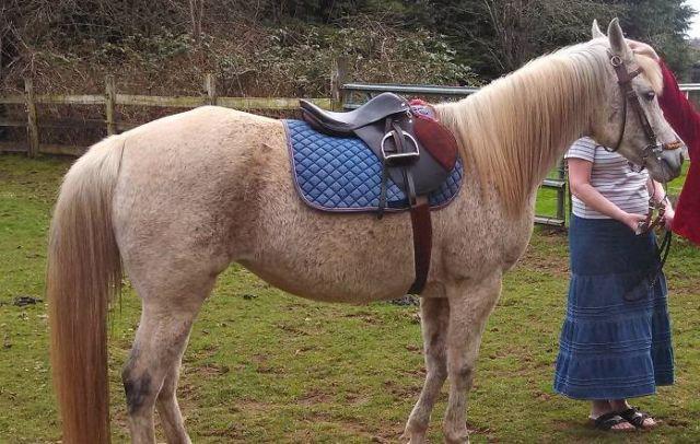 Registered Paint Mare Horse For Sale