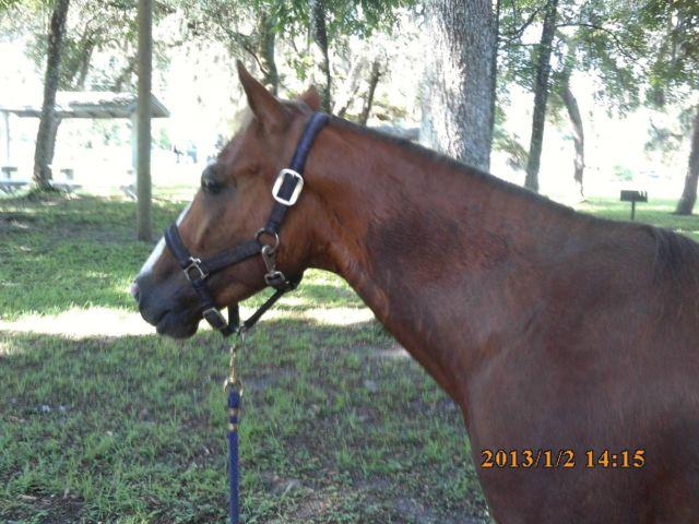 Reg.Trotter Flashy 7 Y/O gelding with light weight all steel cart