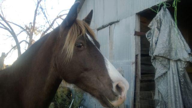Rocky Mountain Horse Gelding and TWH mare for sale