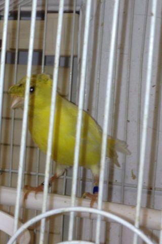 Russian Canaries For Sale !!!!!
