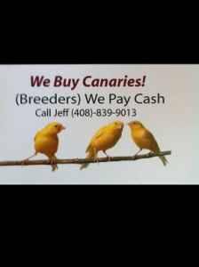 Russian canaries WANTED, canary, bird, finch, finches