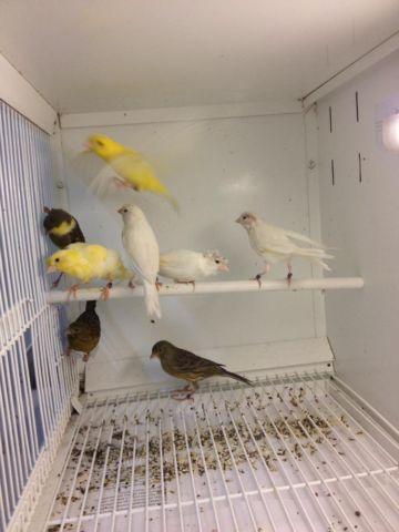 Russian canary for sale