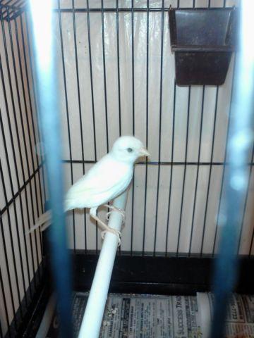 Russian crested canaries for sale