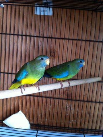 Scarlet chested parakeets