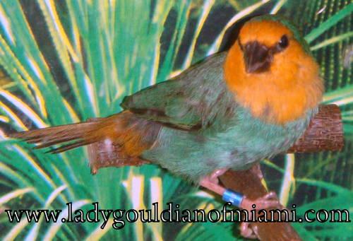 Seagreen Parrot Finch