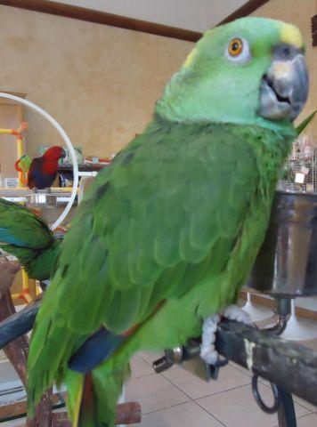 Senegal Parrot - Gorgeous and Tame