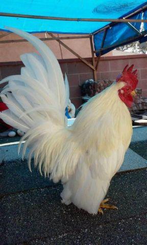 Serama Roosters For Sale