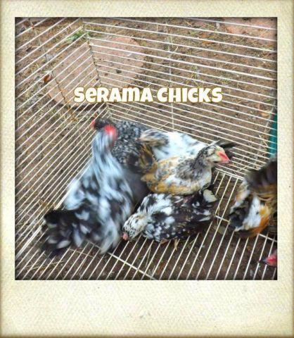 serama, silkie, polish and phoenix chicks