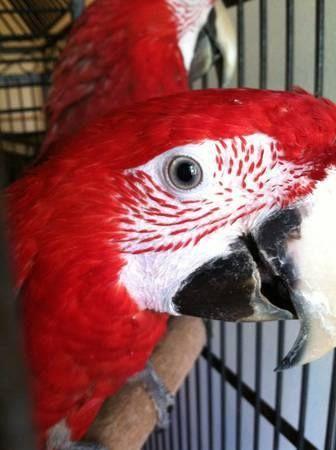 Severe Macaw with Large Cage
