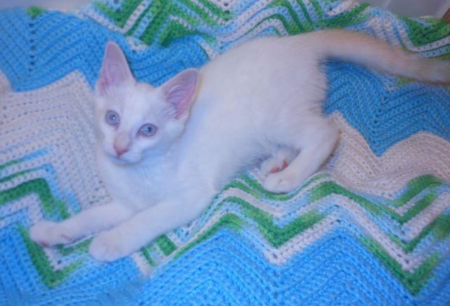 Siamese Kittens For Sale In Shippenville Pennsylvania Animals Nstuff