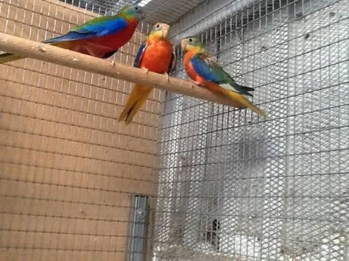 Spangle /edge borke parakeets