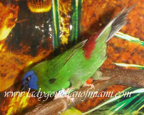 Split to Lutino Male blue face parrot finch