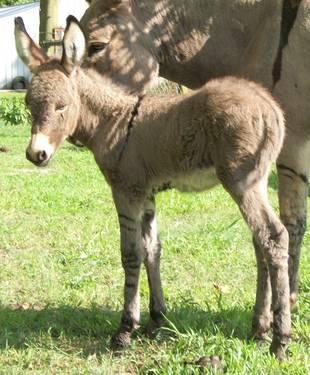 Standard Donkey Jack Foal