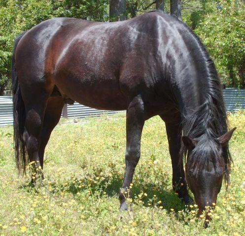 Standing @ Stud: AQHA / 97%NFQHA Black Quarter Horse