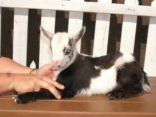 Stunning Nigerian Dwarf and Nubian (milk goats)Registered