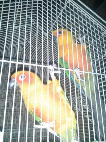 sun and jenday conure pair
