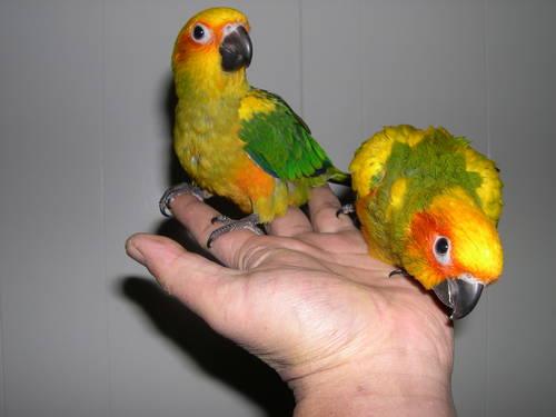 Sun Conure Parrot with Huge Cage