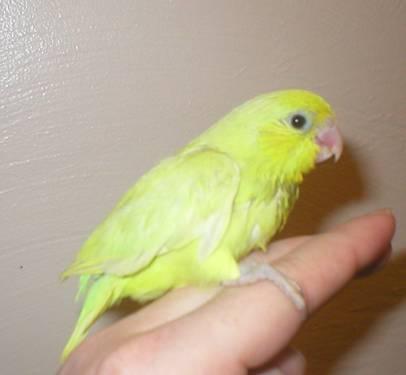 SWEET HANDFED BABY PARROTLETS