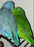 Sweet Handfed Parrotlets