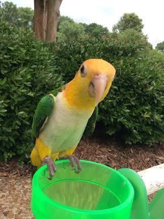 Sweet Handfed White Bellied Caique !!!!!